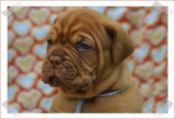 LIBBDpuppenjolie2008 323